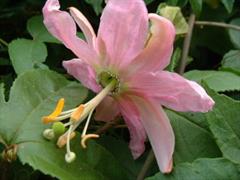 موز پَشِن فروت